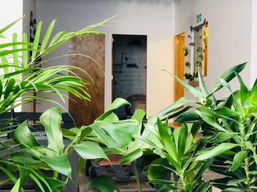 Casa Egos Pop Laureles, Medellín (foto 4)