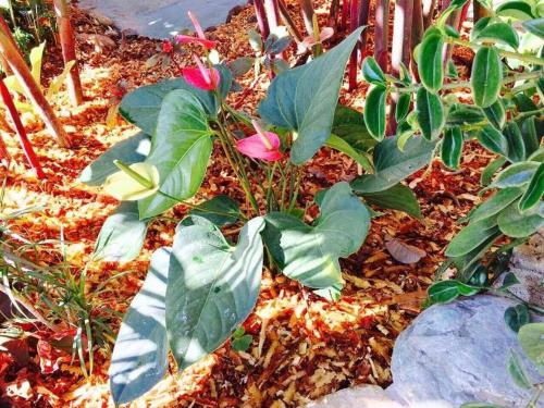 Casa Los Madriz Suite #1 Casa Los Madriz Suite #1