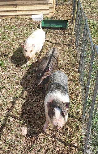 Sjugare Bed & Breakfast - image 11