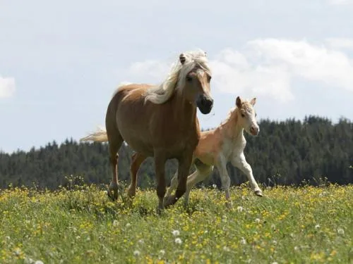 Haflinger Reiterhof Meura in Meura, Deutschland
