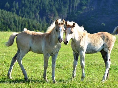 Haflinger Reiterhof Meura