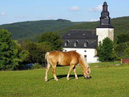 Haflinger Reiterhof Meura