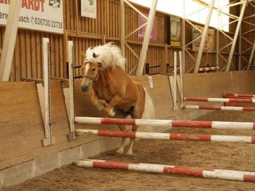 Jāšana, Haflinger Reiterhof Meura in Rohrbach (Thuringia)