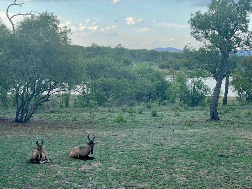 Lodge on Watering Hole , Zebula, Mabula (photo 4)