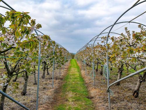 Exterior view, Cherry Lodge in Godshill and Wroxall