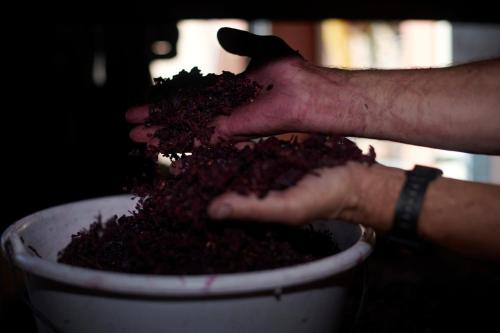 Les Glycines - Domaine Gilles Coperet - image 5