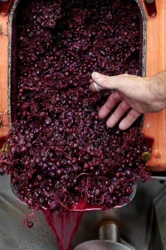 Les Glycines - Domaine Gilles Coperet - image 11