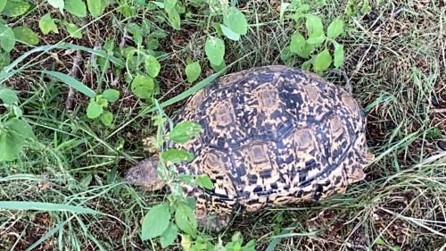 Luna Crescente 19 and 19A Zebula golf and spa resort 14 Pax Bela Bela Limpopo