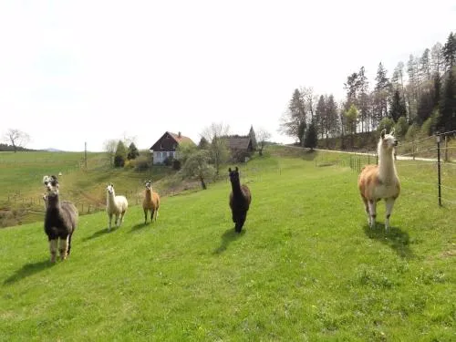 ruhiges Wohnen am Lama und Maine Coon Hof in Alleinlage in Biederbach 3 Zimmer mit Kochgelegenheit Bad in Uhlsbach, Deutschland