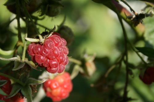 Pensjonat B&B Nad Rudawą - image 8