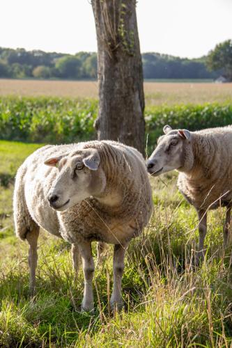 B&B de Hartewens