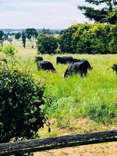 Red Hill Cottage Walcha