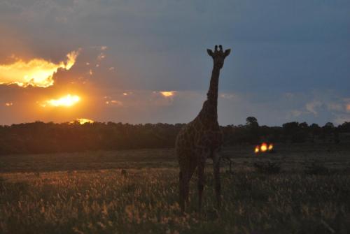 Rooikats Rest on Kwaggasdrift Conservancy