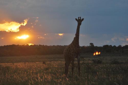 Rooikats Rest on Kwaggasdrift Conservancy