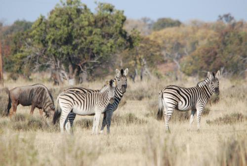 Rooikats Rest on Kwaggasdrift Conservancy