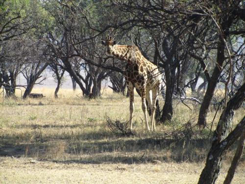 Rooikats Rest on Kwaggasdrift Conservancy