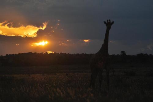 Rooikats Rest on Kwaggasdrift Conservancy