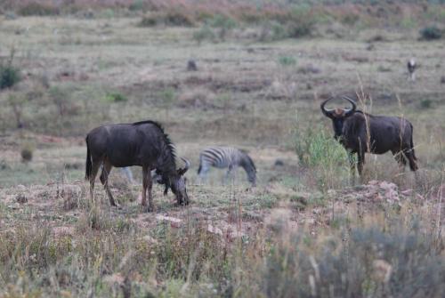 Rooikats Rest on Kwaggasdrift Conservancy