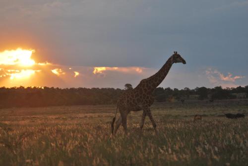 Rooikats Rest on Kwaggasdrift Conservancy