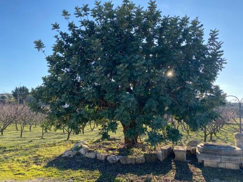 Trullo Della Selva – Alberobello, LA