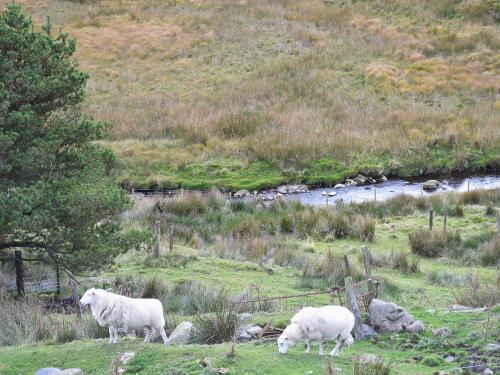 Llechwedd Mawr