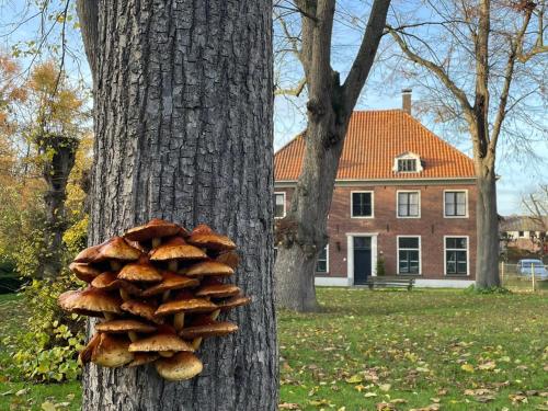 Hotelli välisilme, B&B Huize Placida in Boxmeer