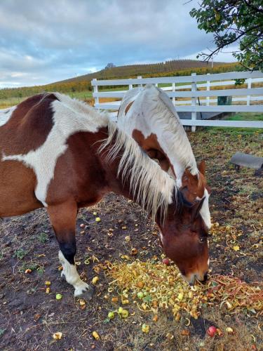 Applinger Farm