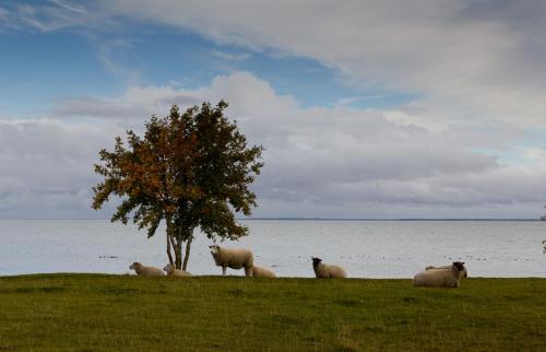 Uue-Ringi Holiday Uue-Ringi Holiday