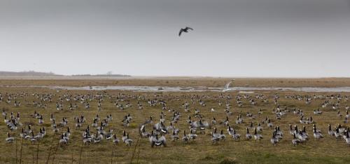 Uue-Ringi Holiday Uue-Ringi Holiday