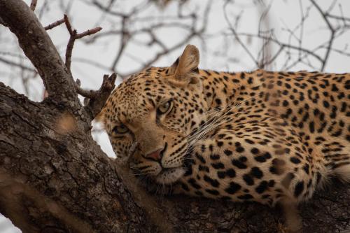 Kapama River Lodge