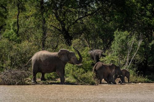 Kapama Buffalo Camp