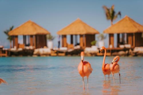 设施, 万丽风溪阿鲁巴度假村 (Renaissance Wind Creek Aruba Resort) in 奥伦吉士达