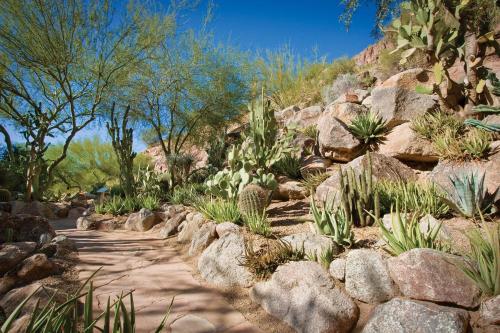 The Canyon Suites At The Phoenician, A Luxury Collection Resort