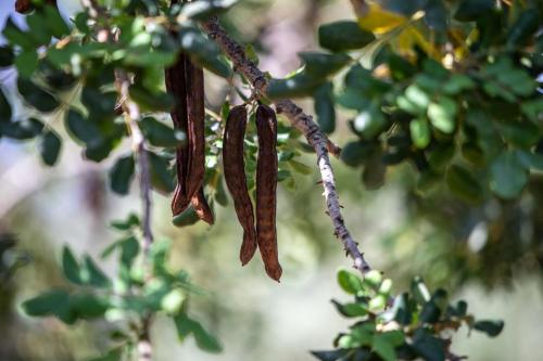 Finca Rural Es Pujol