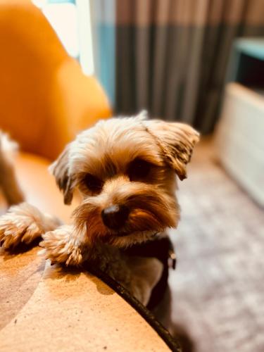 Staybridge Suites London Heathrow - Bath Road, an IHG Aparthotel