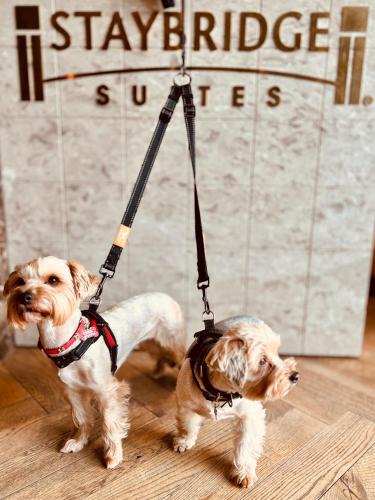 Staybridge Suites London Heathrow - Bath Road, an IHG Aparthotel