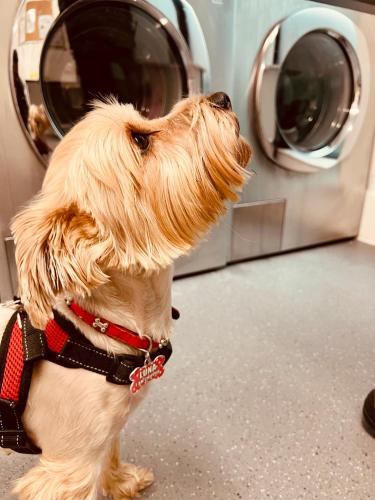 Staybridge Suites London Heathrow - Bath Road, an IHG Aparthotel