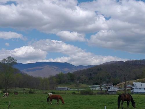 Country Mountain Escape! in Barnardsville, USA