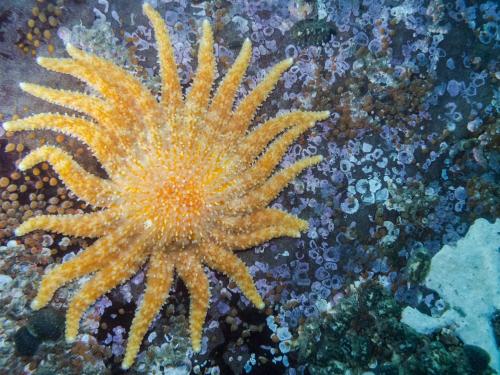 ALTAIR STELLA DI MARE