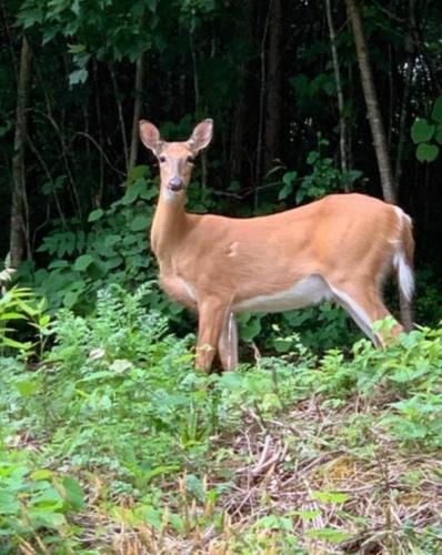 Hilltop Hideaway - 3BDR in Downtown London, KY