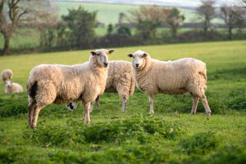 Linhay at East Trenean Farm -Luxury retreat for 2 with stunning rural views, private hot tub and EV charging