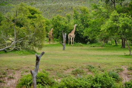 Garden Route Safari Camp