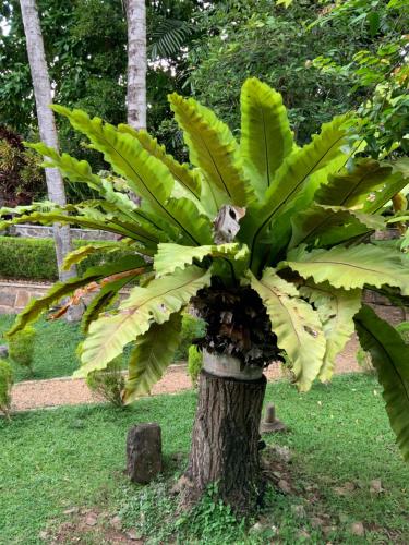 Lali Villa & Fruit Garden