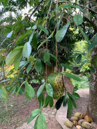 Lali Villa & Fruit Garden