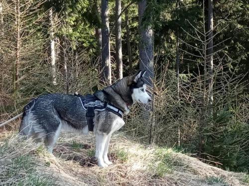 Wohnung Rheintal im Alpenvorland