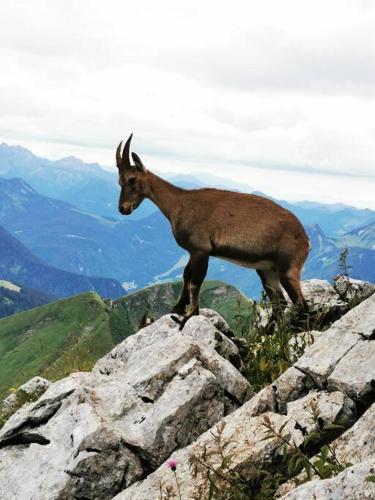 Appartement vue sur le golf et le Lac Leman