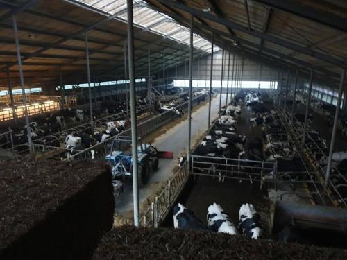 Akkerhorst boerderij Lollum in Friesland.