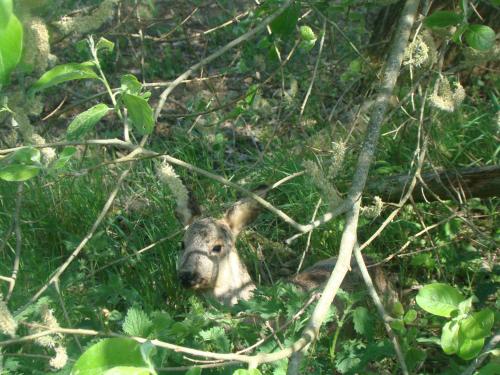 景觀, Hôtel Restaurant N 4 (Hotel Restaurant N 4) in 福維萊爾