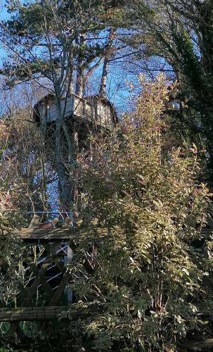 SHERWOOD TREE 2