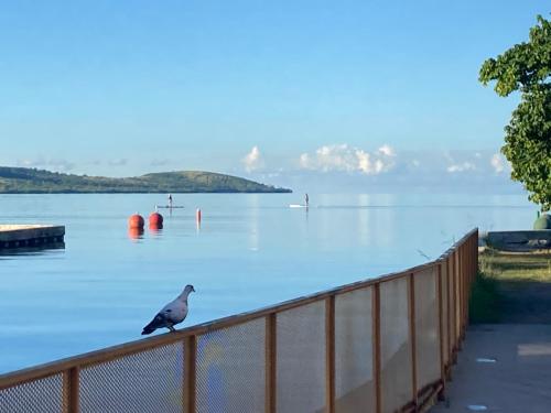 Wild Flowers Boqueron-Rooms – Cabo Rojo